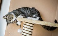 gatos