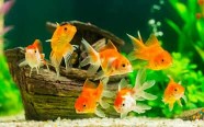 peixes