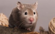 ratos